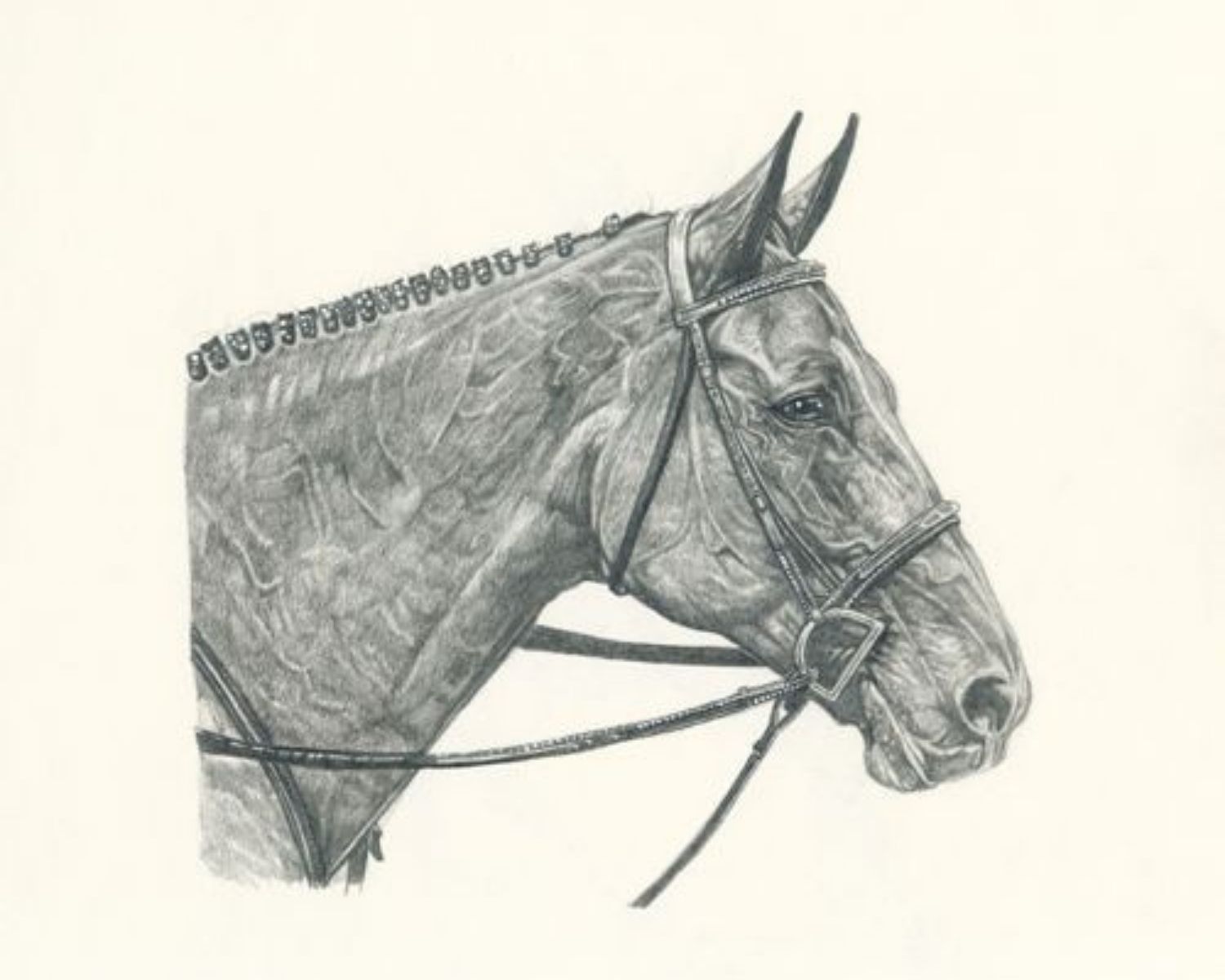 Detail — pencil study of a horse